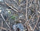 Пензенцы обнаружили мертвых птенцов: гнезда уничтожили во время обрезки деревьев