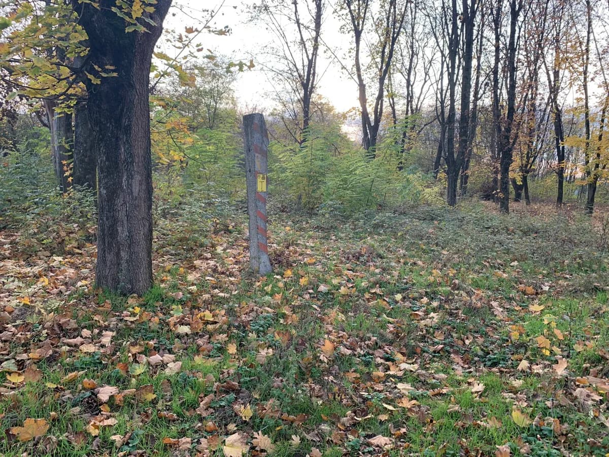 В Пензенской области в дендрарии им. Морозова нашли 150 аварийных деревьев