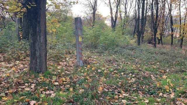 В Пензенской области в дендрарии им. Морозова нашли 150 аварийных деревьев
