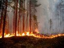 За 2023 год в Пензенской области зафиксировано 23 лесных пожара