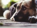 В Никольске во время отлова погибло 6 собак