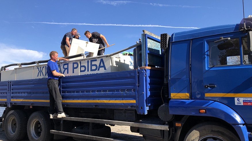 Главная картинка новости: В пензенское водохранилище выпустили 400 штук молодой стерляди