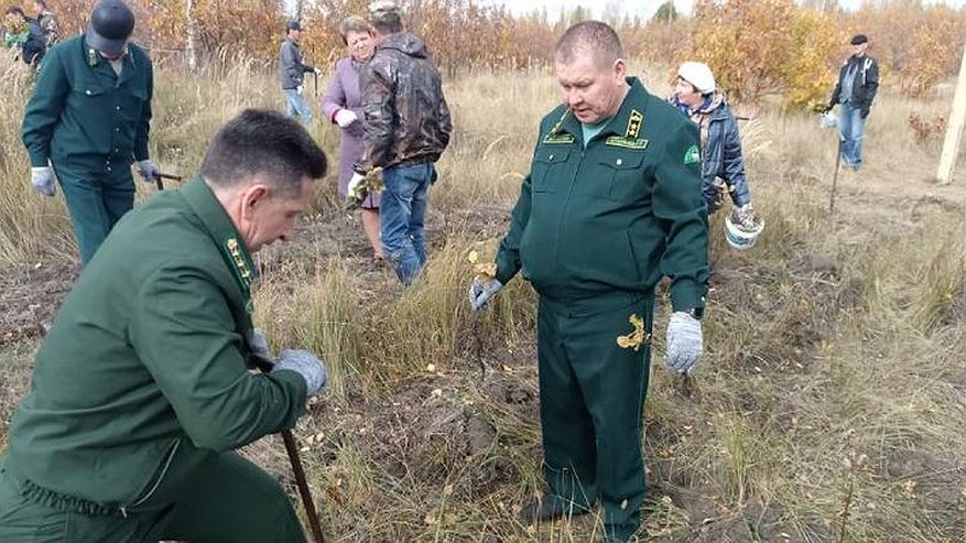 Главная картинка новости: В Пензенской области под Лопатино высадили около тысячи саженцев дуба