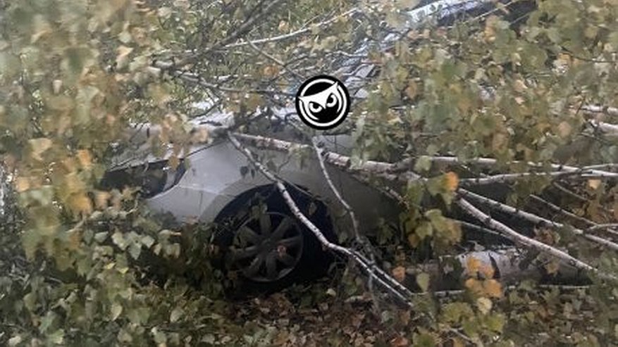 Главная картинка новости: В Пензе на несколько машин повредили упавшие из-за сильного ветра деревья