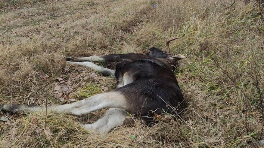Главная картинка новости: В Пензенской области разыскивается браконьер, который убил лося