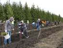 В Пензенской области высадили около 65 тысяч деревьев