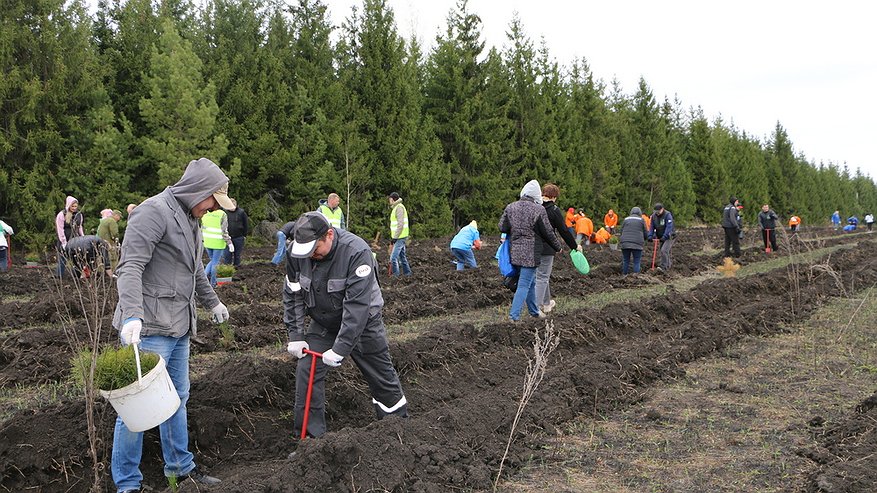 Главная картинка новости: В Пензенской области высадили около 65 тысяч деревьев