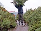 Жители Пензы смогут купить елку со скидкой