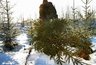 Перед повогодними праздниками в Пензенской области усилят охрану хвойных деревьев