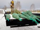 Из Кузнецка в Запорожье отправят елки для новогодних праздников