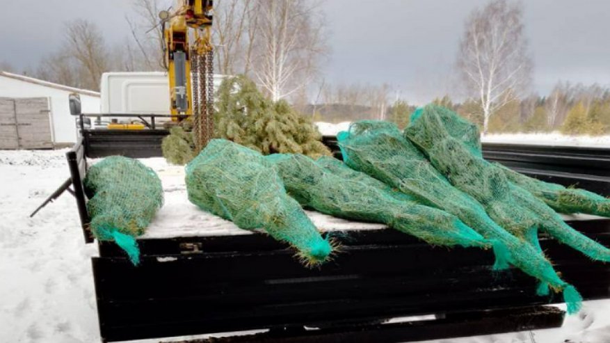 Из Кузнецка в Запорожье отправят елки для новогодних праздников