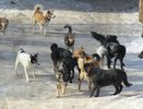 В Пензе на отлов бродячих собак в 2024 году хотят потратить 1,7 миллона рублей