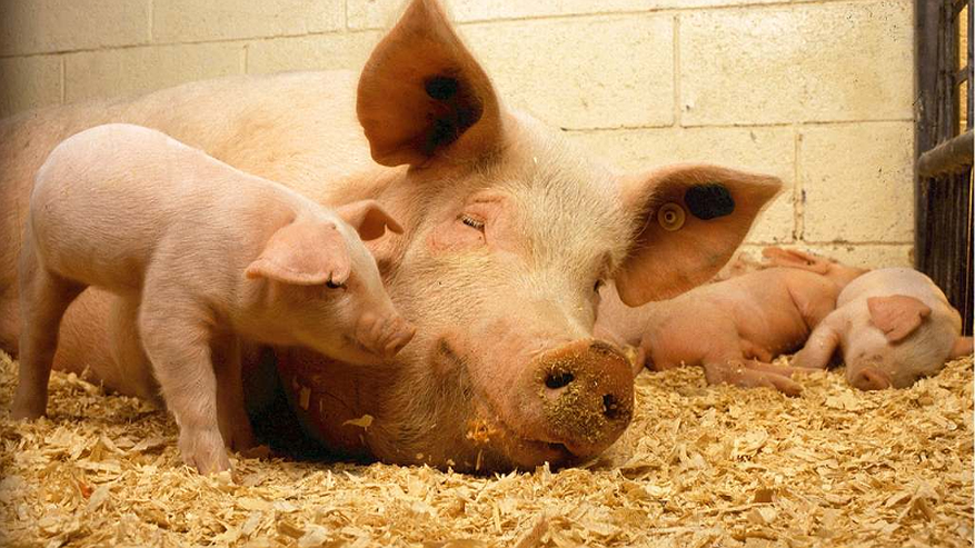 Фермеры Пензенской области получат компенсацию за свиней, изъятых из-за чумы