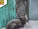 Охотнадзор Пензенской области спас пятнистого оленя от собак