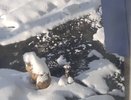Жители Пензы бьют тревогу из-за затопленных дворов и бездействия властей