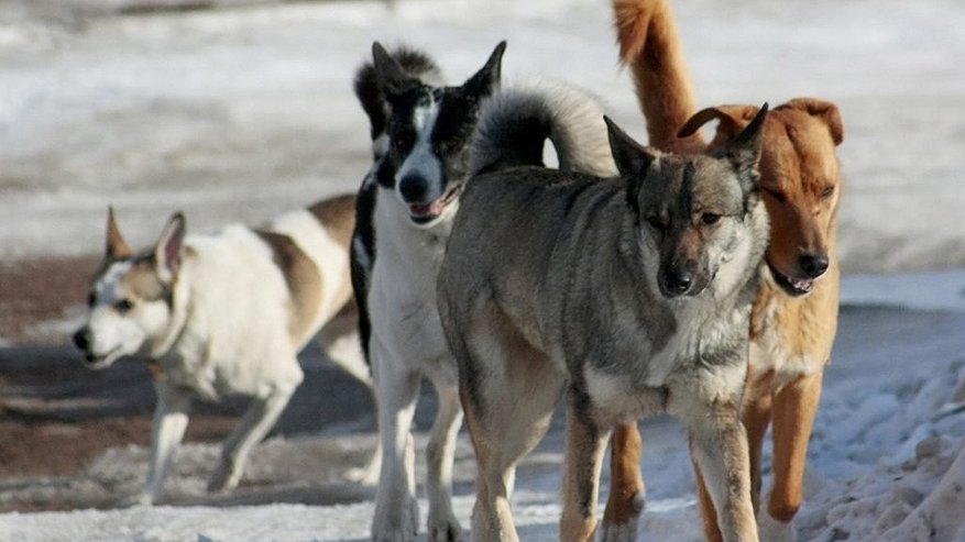 Главная картинка новости: Бездомные собаки в Пензенском районе атаковали четырех человек за последние два месяца