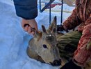 Косуля, попавшая в ловушку, была спасена жителями Пензенской области