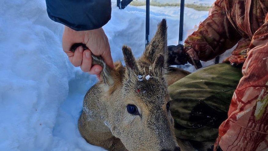 Косуля, попавшая в ловушку, была спасена жителями Пензенской области