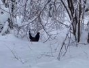 Редкий глухарь запечатлен на камеру во время зимнего учета в Никольском лесхозе