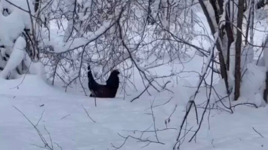 Редкий глухарь запечатлен на камеру во время зимнего учета в Никольском лесхозе