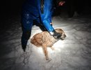 Пензенские спасатели героически спасли собачку из холодной воды