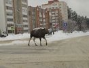 В Заречном невозмутимый лось гулял по проезжей части