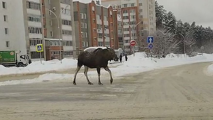 Главная картинка новости: В Заречном невозмутимый лось гулял по проезжей части