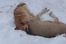 В Пензенской области бездомные собаки нападают на косуль