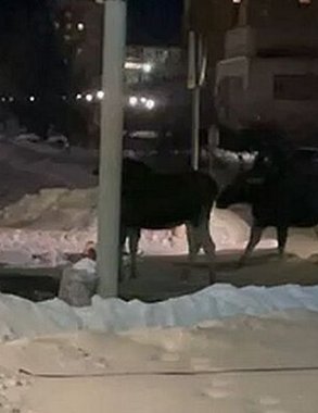 В Заречном стадо лосей бродит по улицам города