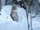 На территории Пензенской области найдены следы рыси