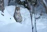 На территории Пензенской области найдены следы рыси