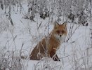 Нападение диких лис: Жители Пензенского села бьют тревогу