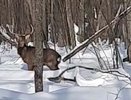 В пензенском лесу удалось запечатлеть двух оленей