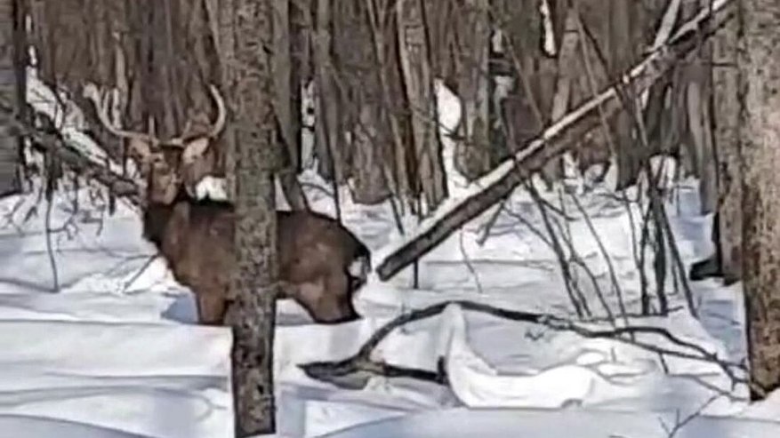 В пензенском лесу удалось запечатлеть двух оленей