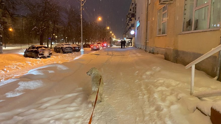 Пензячка обратилась в соцсети за помощью в борьбе с нерадивыми собачниками