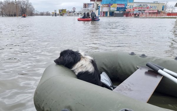 Пензенские волонтеры помогли более 300 животных во время паводка в Оренбуржье