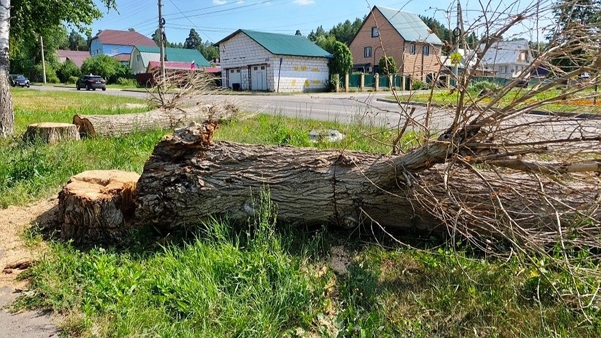 Главная картинка новости: Тополь на ул. Коннозаводской,2 в Пензе спилен по инициативе владельца сувенирного магазина