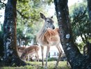 Стадо оленей заметили на улицах Пензенской области