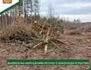 В Пензенской области был усилен контроль за охраной лесов