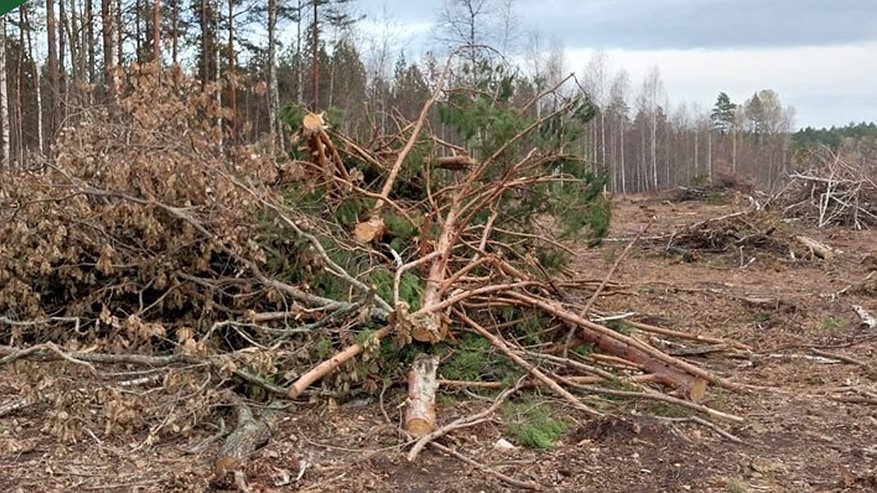 Главная картинка новости: В Пензенской области был усилен контроль за охраной лесов