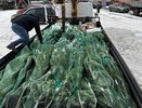 Из Пензенского региона  в Запорожскую область доставили 50 новогодних елей
