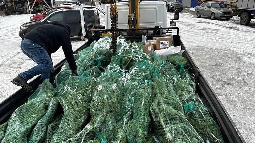 Главная картинка новости: Из Пензенского региона в Запорожскую область доставили 50 новогодних елей
