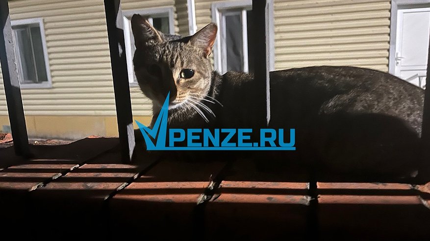 Главная картинка новости: Пензенский губернатор рассказал трогательную историю, случившуюся с его кошкой