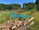 Памятник природы под топор и бензопилу: Пензенский суд принял сторону владельцев участков коттеджного поселка в Ахунах