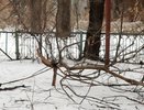 Спасло чудо – житель Пензы чуть не травмировался веткой дерева на ул. Славы
