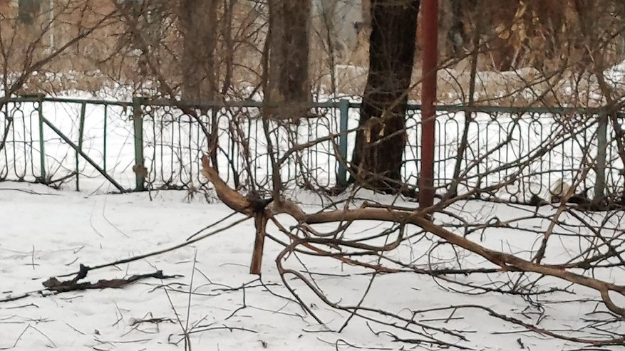 Главная картинка новости: Спасло чудо – житель Пензы чуть не травмировался веткой дерева на ул. Славы
