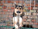 В Пензе отловили свыше 500 бездомных собак в 2024 году
