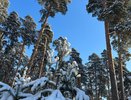 В Пензенской области будут высажены более двух миллионов сеянцев березы и сосны