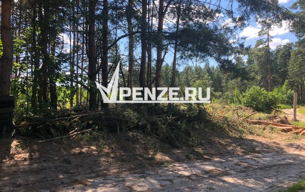За неделю к медикам обратились 8 жителей области из-за укусов клещей