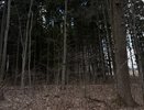 В Пензенской области на майские праздники усилили патрулирование лесов